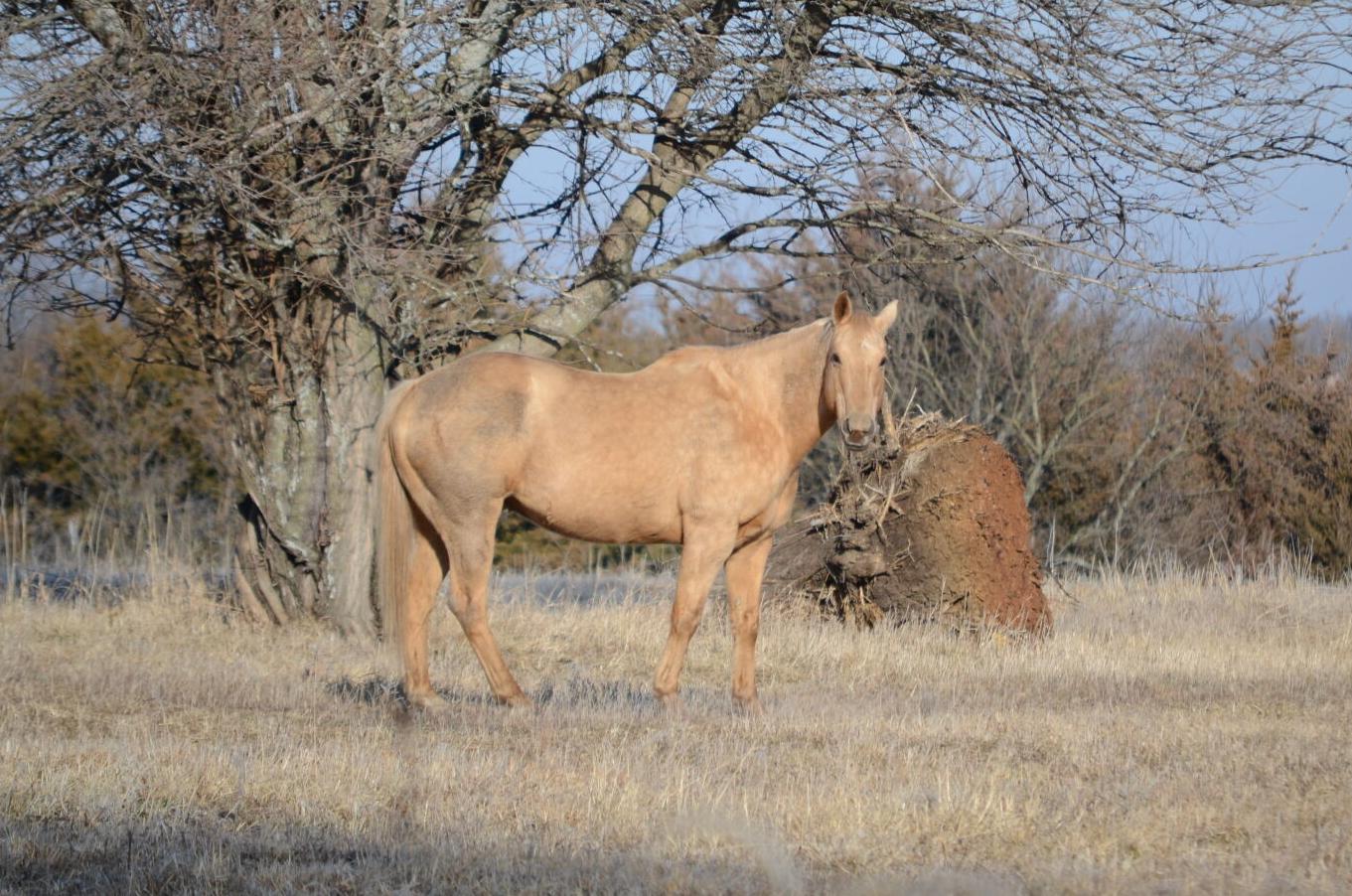 Horse